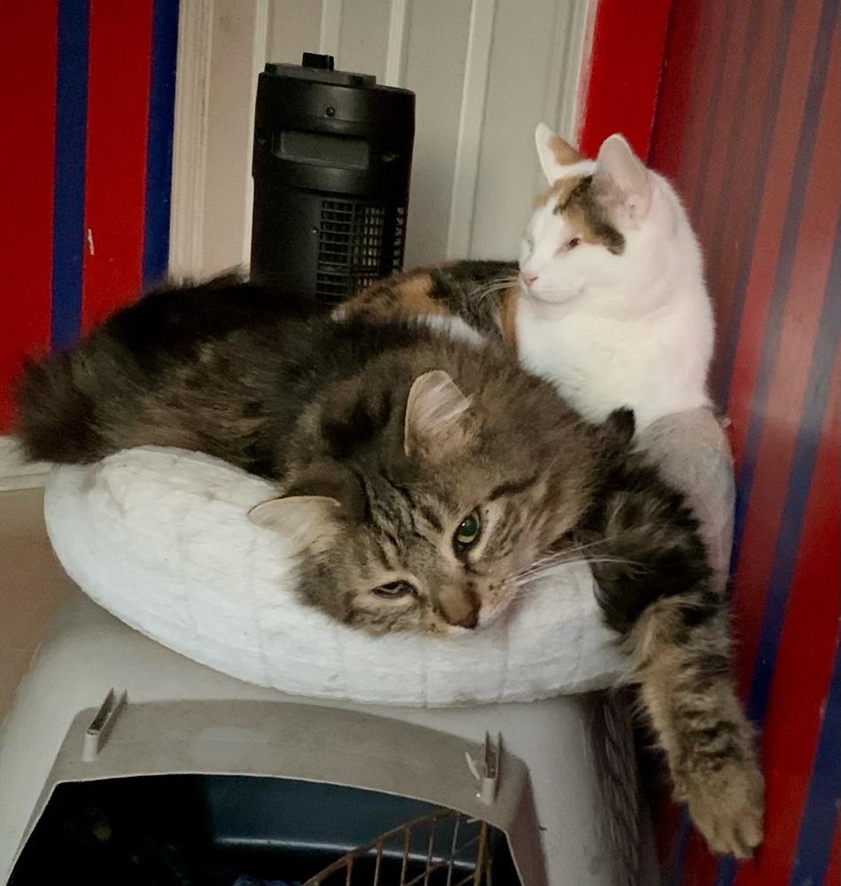 Polly Pocket, Adoptable, Adult Female Calico.