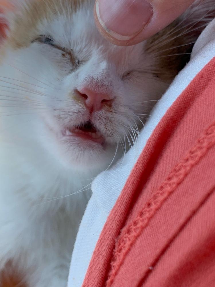 Enlarge Polly Pocket, a Adoptable Calico in Warren, CT image 2/6