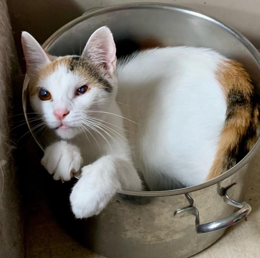 Enlarge Polly Pocket, a Adoptable Calico in Warren, CT image 4/6