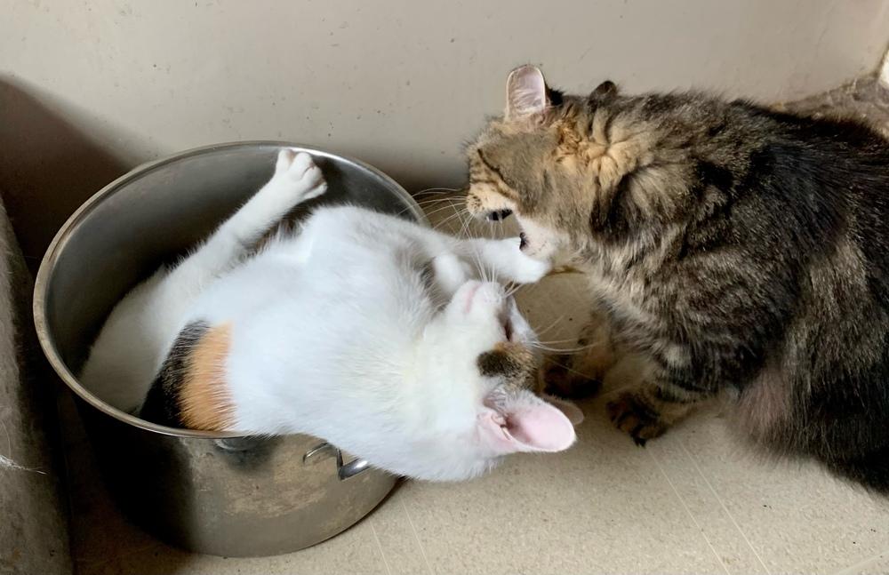 Enlarge Polly Pocket, a Adoptable Calico in Warren, CT image 6/6