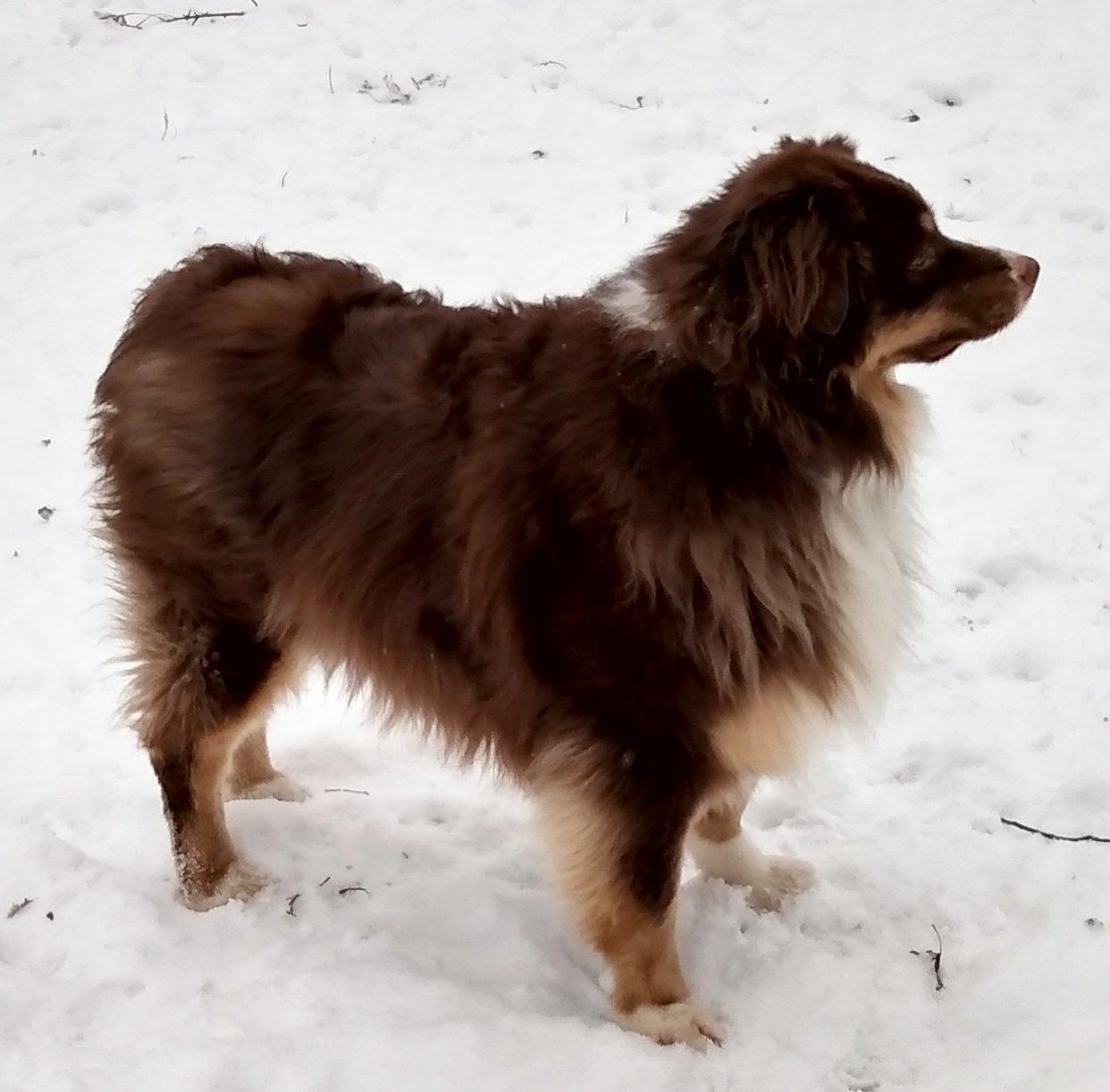 Bruno, ADOPTABLE, Adult Male Australian Shepherd.