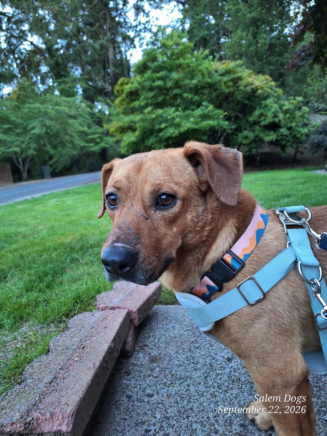 Foster, Adoptable, Young Male Beagle & Dachshund.