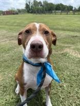 Bogey (162062)(In Foster Home), a ADOPTABLE Pit Bull Terrier in Baton Rouge, LA image 5/6