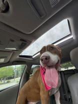 Bogey (162062)(In Foster Home), a ADOPTABLE Pit Bull Terrier in Baton Rouge, LA image 2/6