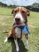 Bogey (162062)(In Foster Home), ADOPTABLE, Adult Male Pit Bull Terrier.