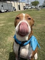Bogey (162062)(In Foster Home), a ADOPTABLE Pit Bull Terrier in Baton Rouge, LA image 6/6