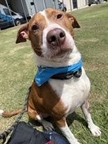 Bogey (162062)(In Foster Home), a ADOPTABLE Pit Bull Terrier in Baton Rouge, LA image 4/6