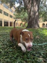 Bogey (162062)(In Foster Home), a ADOPTABLE Pit Bull Terrier in Baton Rouge, LA image 3/6