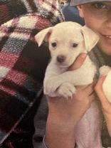 Alice, adopted, Puppy Female Chihuahua.