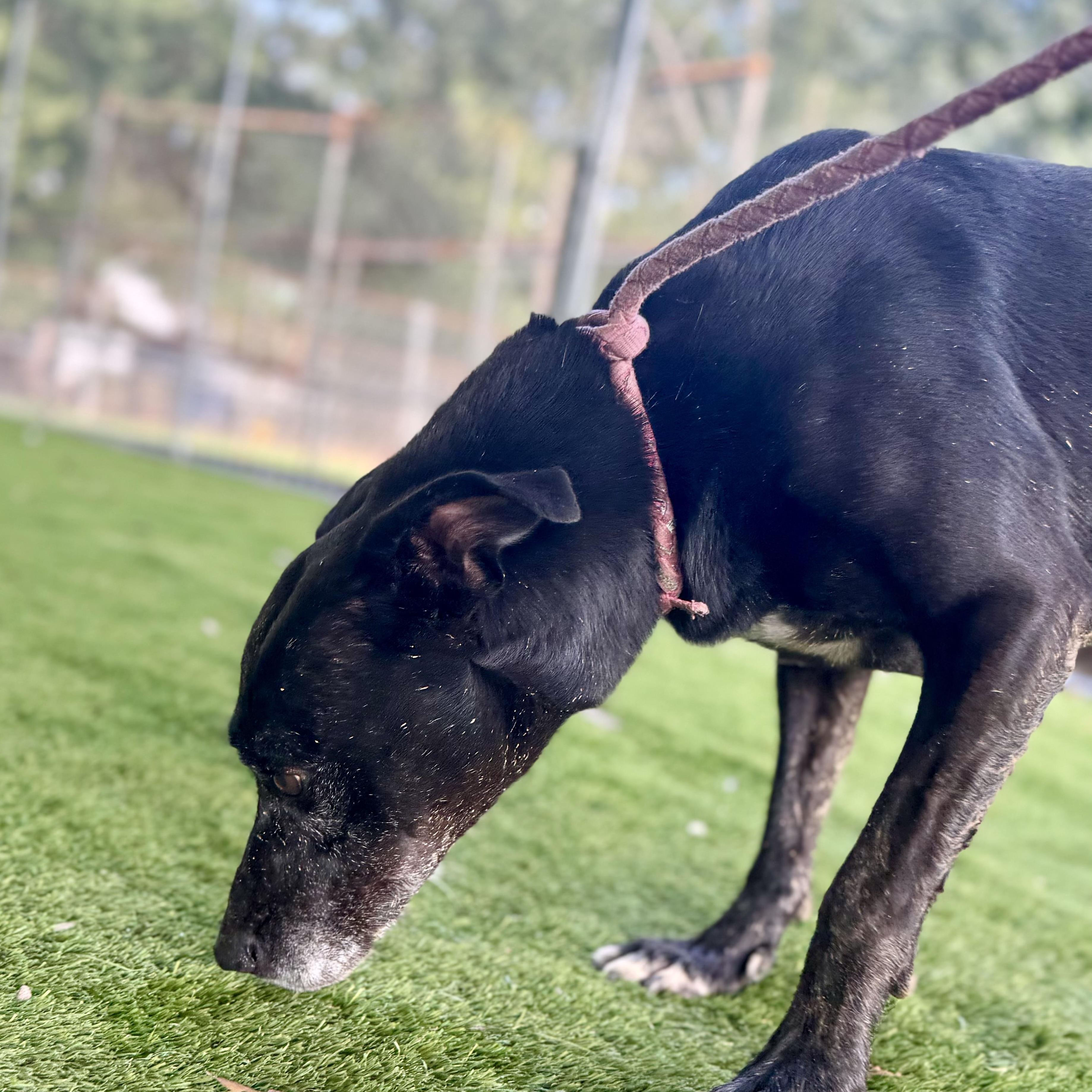 Roxie, Adoptable, Adult Female Labrador Retriever & Terrier.