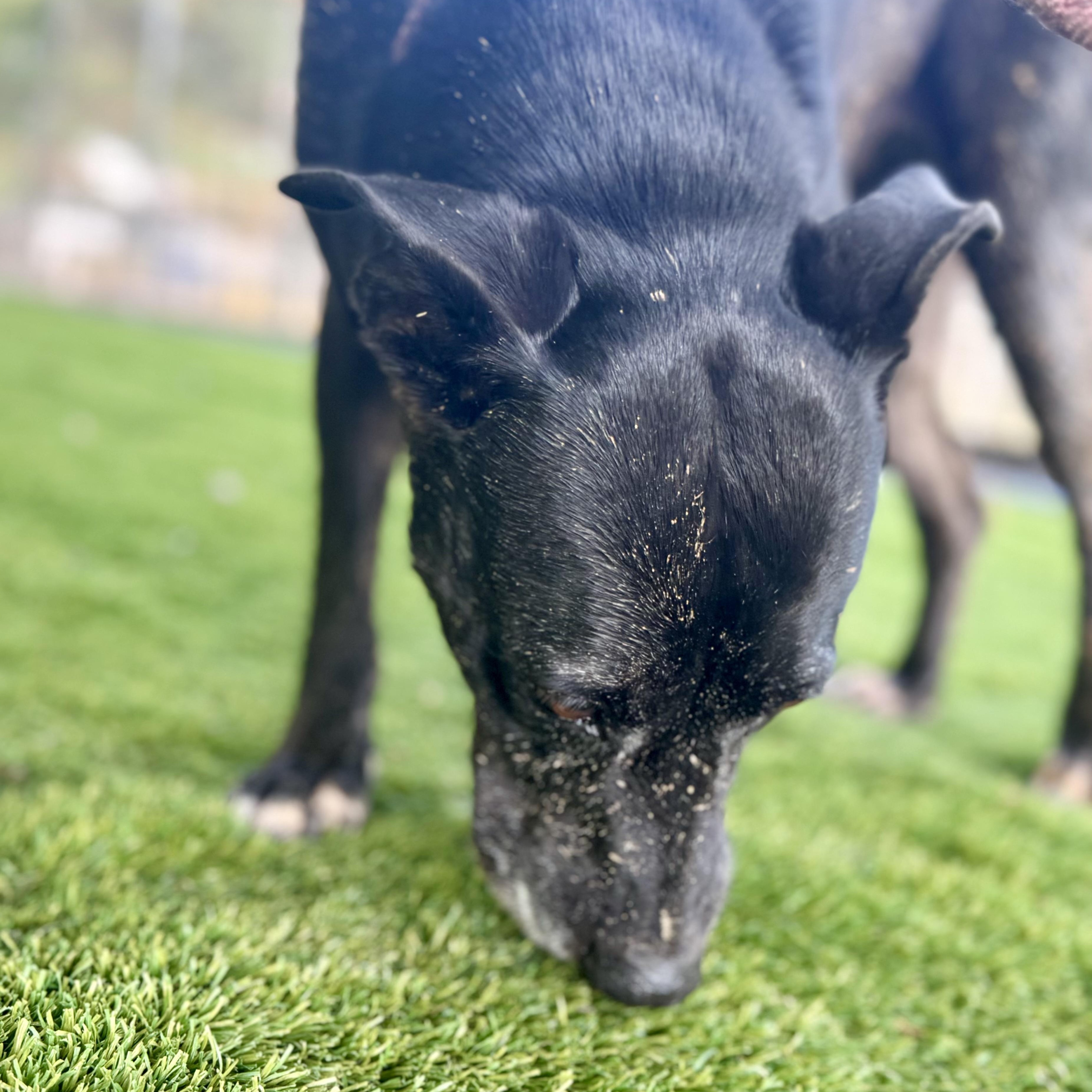 Enlarge Roxie, a Adoptable mixed breed in Blaine, WA image 2/6