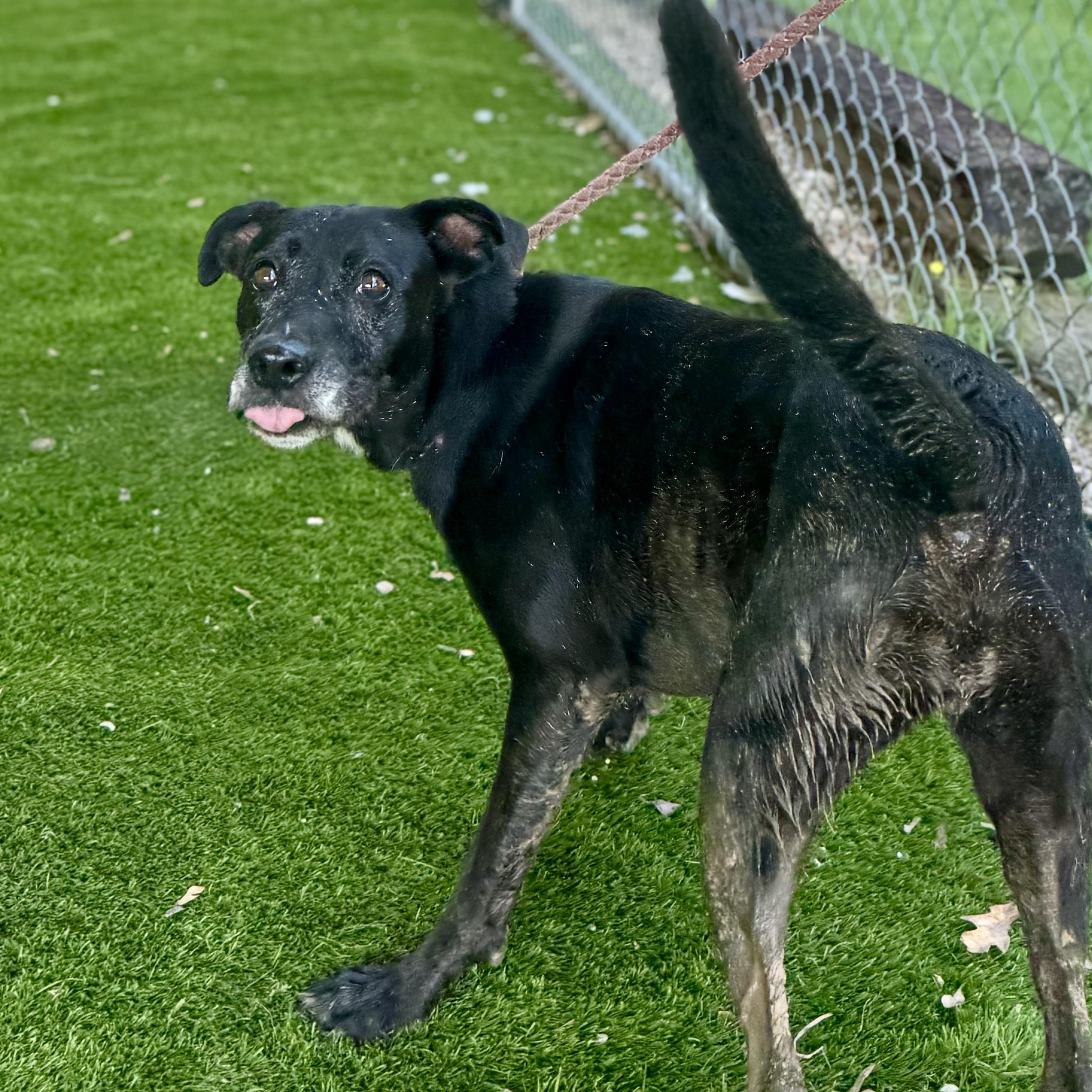 Enlarge Roxie, a Adoptable mixed breed in Blaine, WA image 3/6