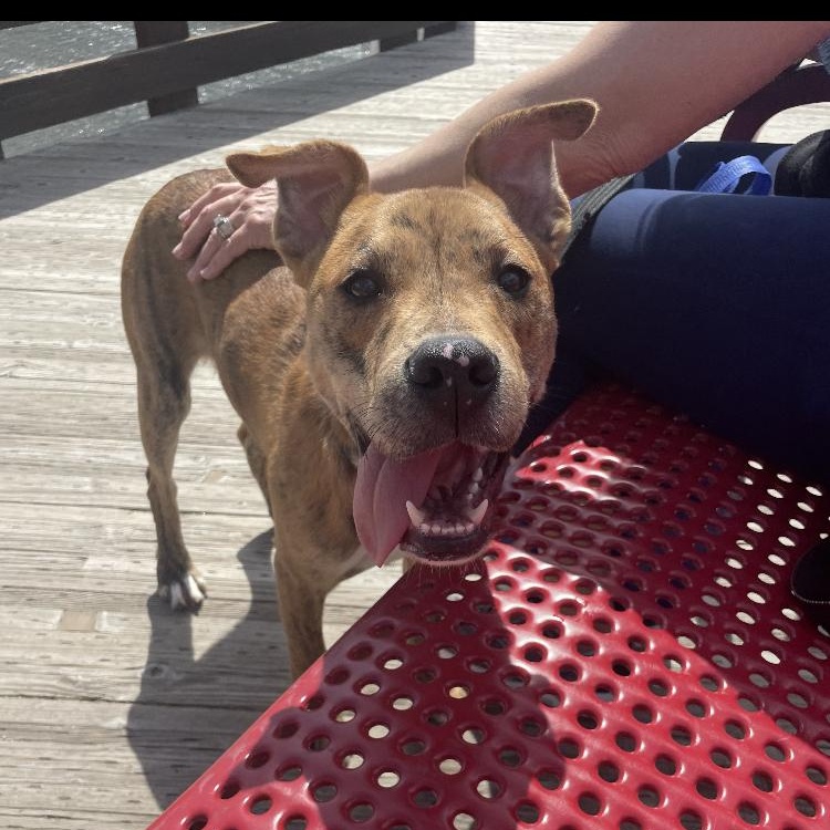 Isaac, Young Male Boxer