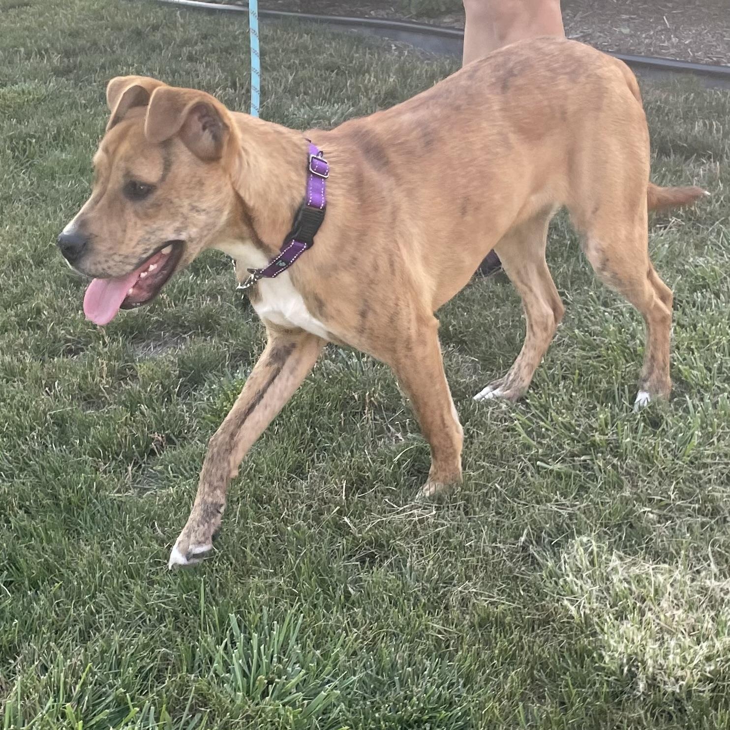 Isaac, an adoptable Boxer, American Bulldog in Midland, MI, 48642 | Photo Image 2