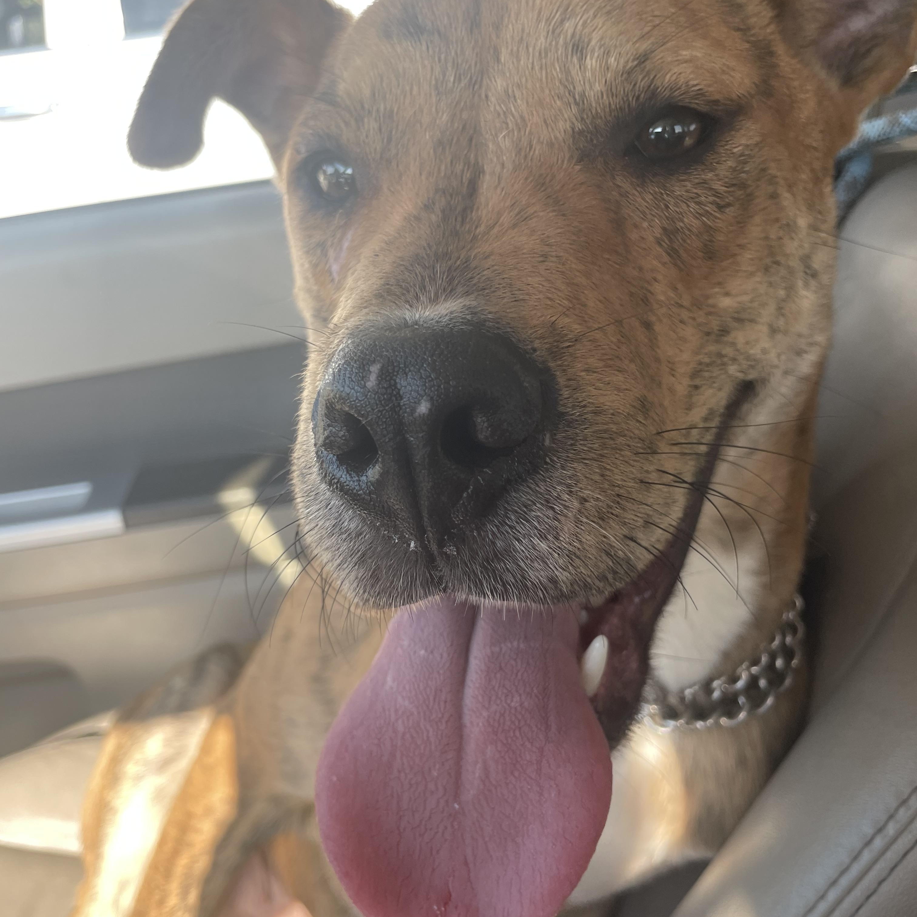 Isaac, an adoptable Boxer, American Bulldog in Midland, MI, 48642 | Photo Image 3