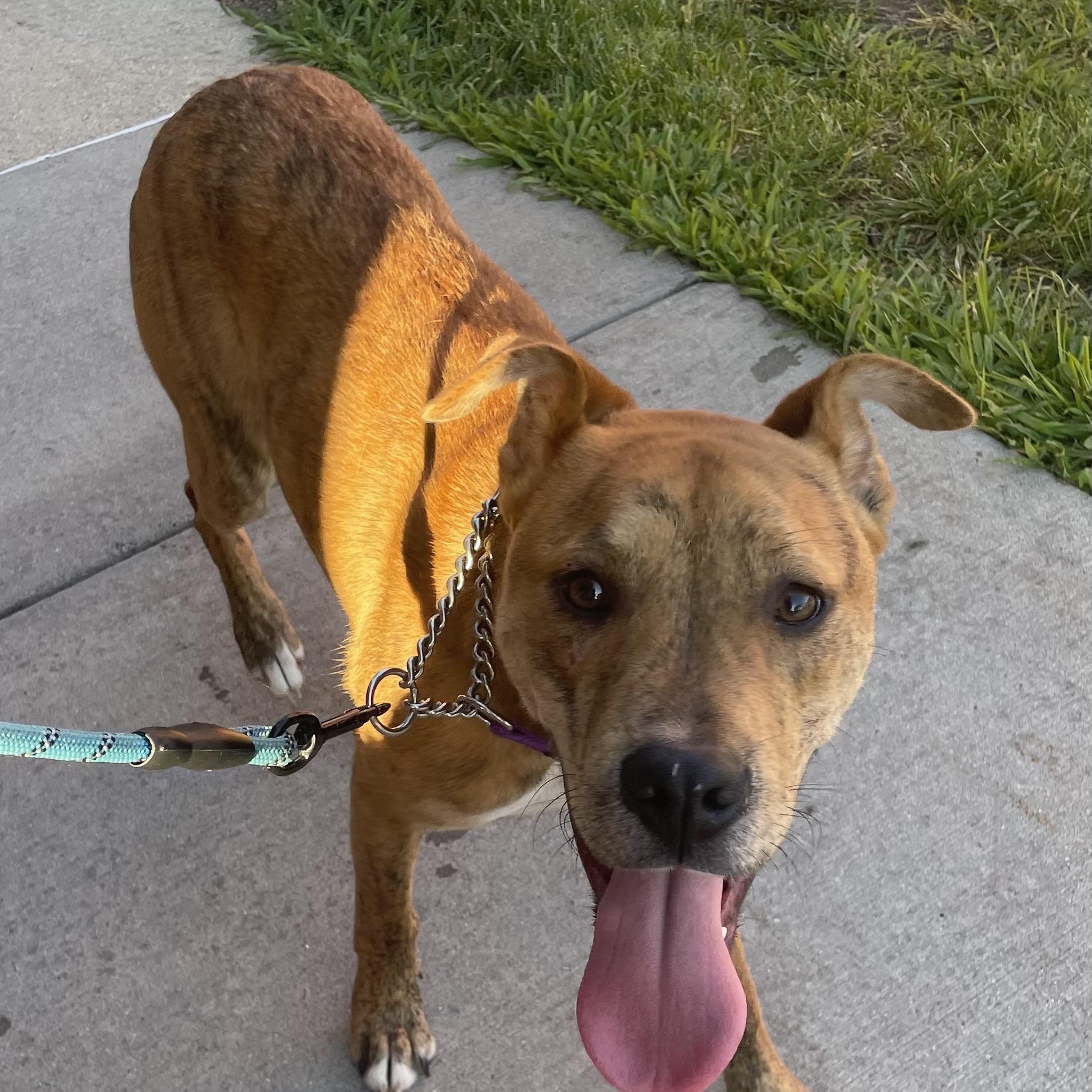 Isaac, an adoptable Boxer, American Bulldog in Midland, MI, 48642 | Photo Image 4