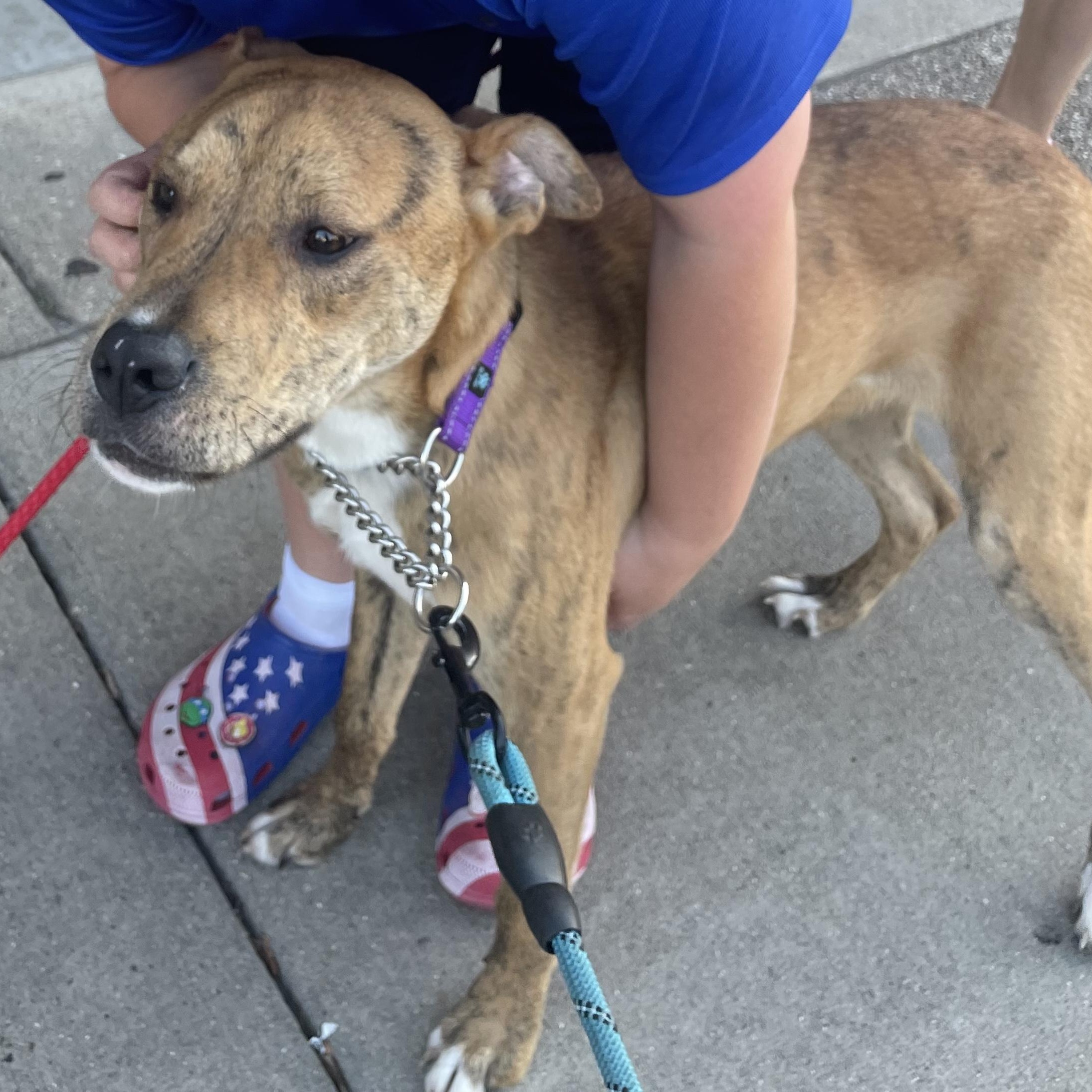Isaac, an adoptable Boxer, American Bulldog in Midland, MI, 48642 | Photo Image 5