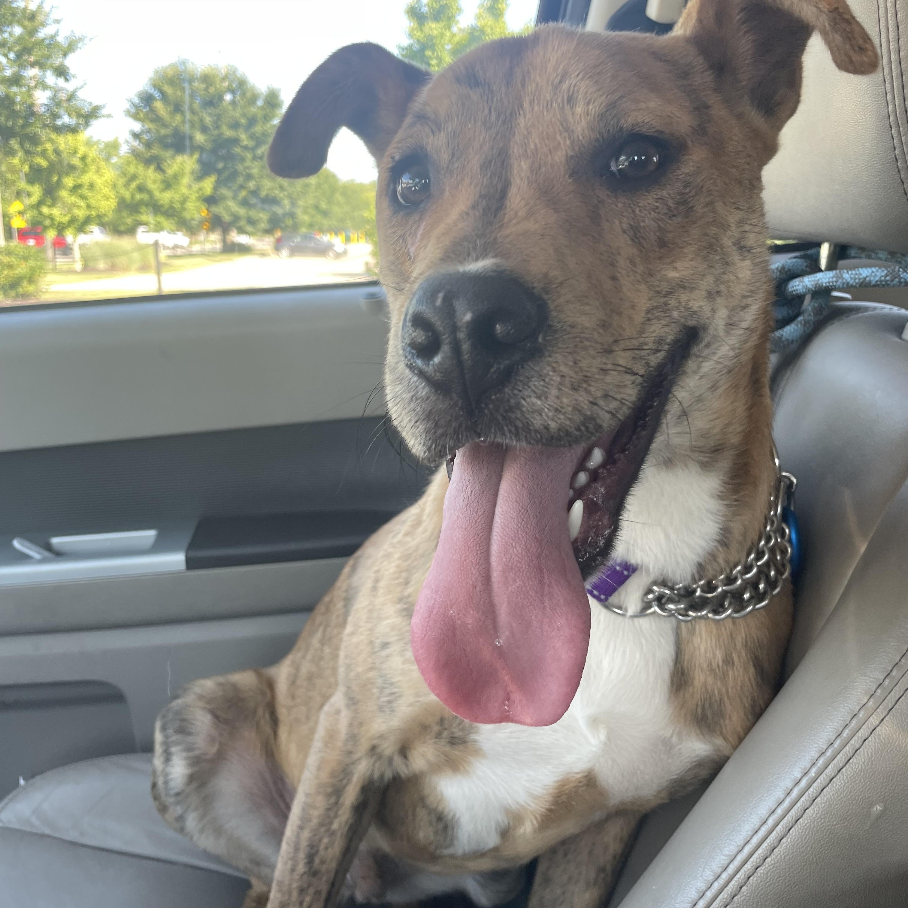 Isaac, an adoptable Boxer, American Bulldog in Midland, MI, 48642 | Photo Image 1