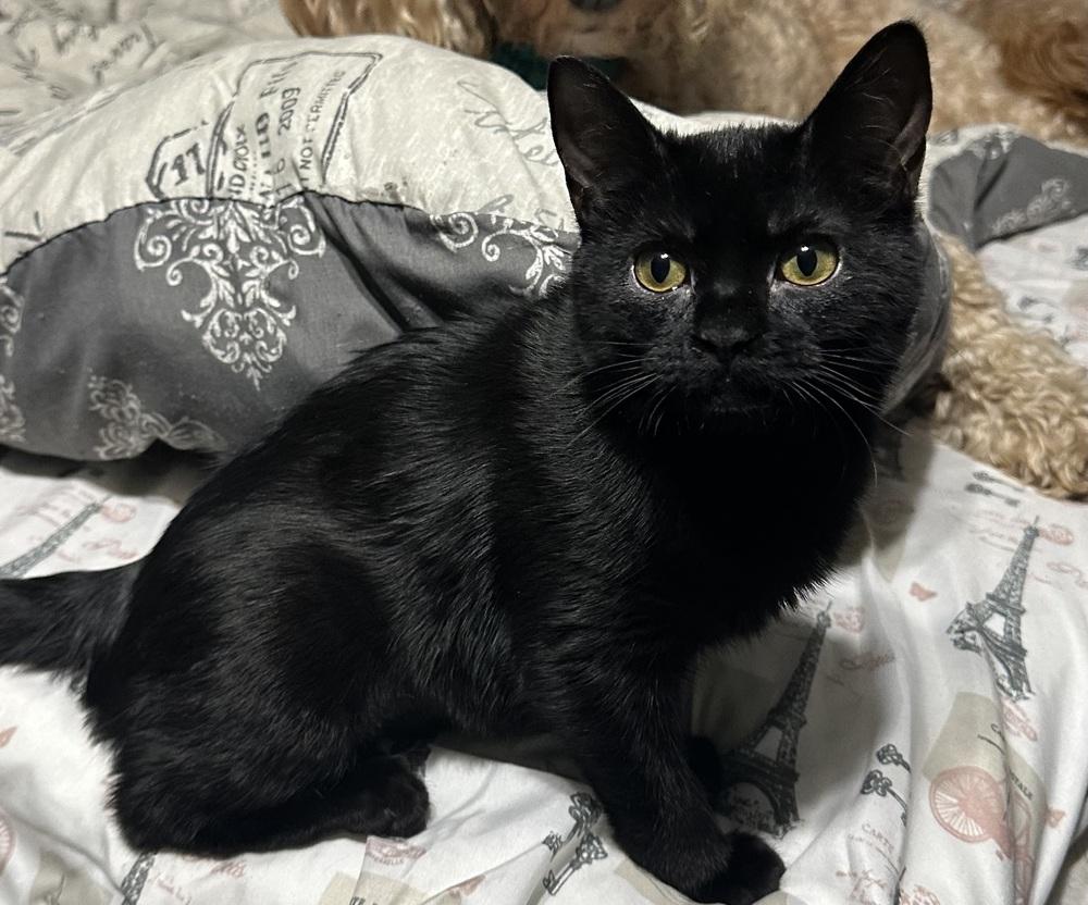 Reign Bear, Adoptable, Kitten Female Domestic Short Hair.