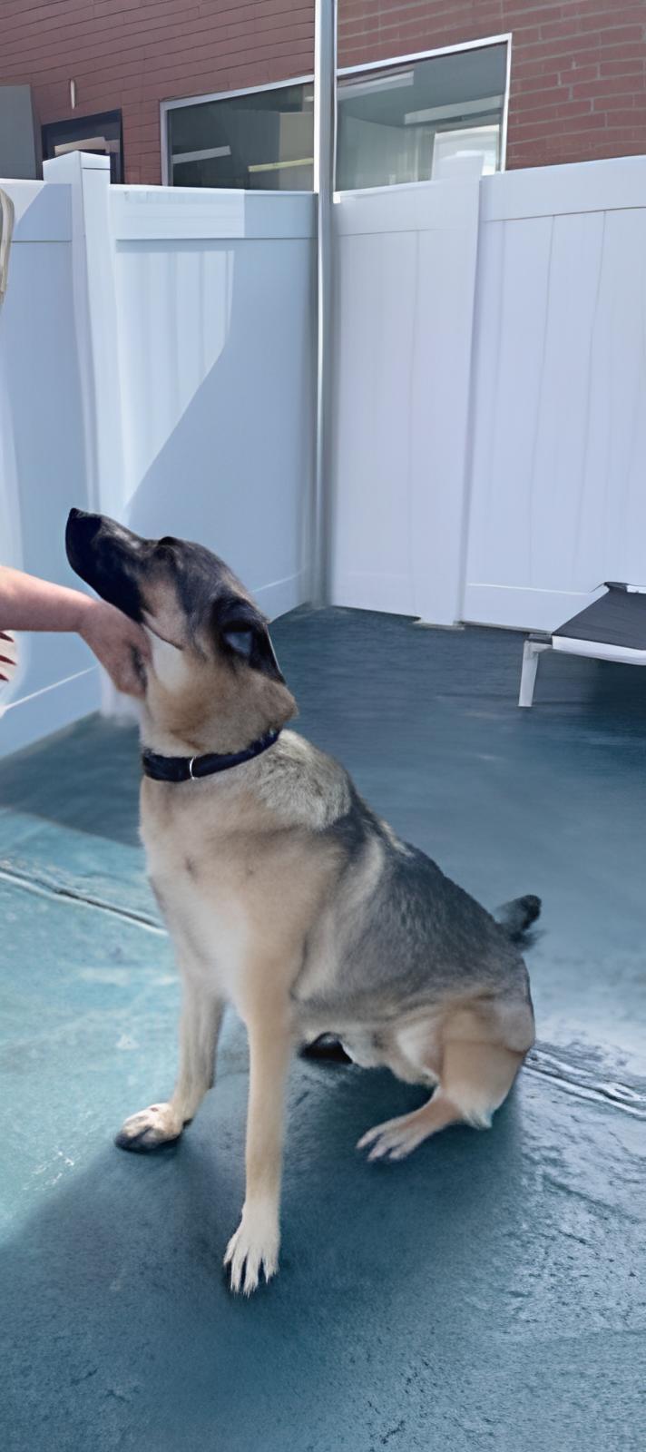 Enlarge Luke - Courtesy Listing, a Adoptable German Shepherd Dog in Rootstown, OH image 1/3