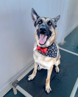 Enlarge Luke - Courtesy Listing, a Adoptable German Shepherd Dog in Rootstown, OH image 2/3