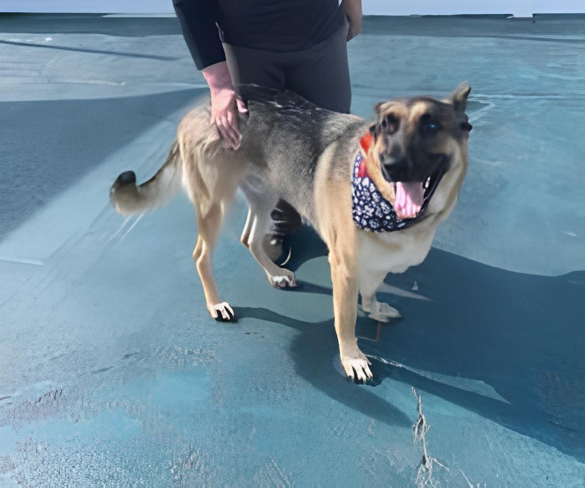 Enlarge Luke - Courtesy Listing, a Adoptable German Shepherd Dog in Rootstown, OH image 3/3