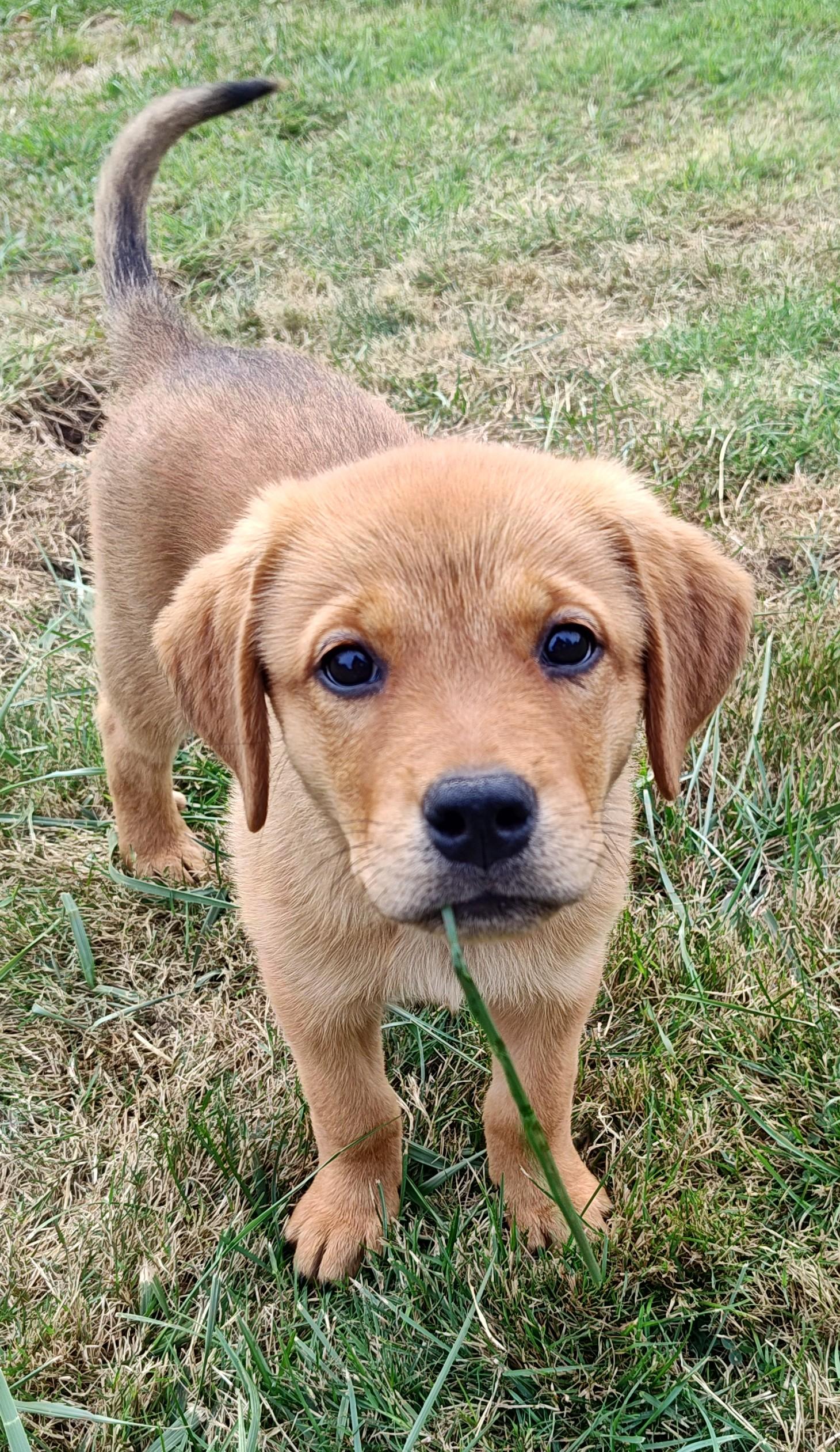 Macaroni, Adopted, Puppy Female Labrador Retriever & Rottweiler.