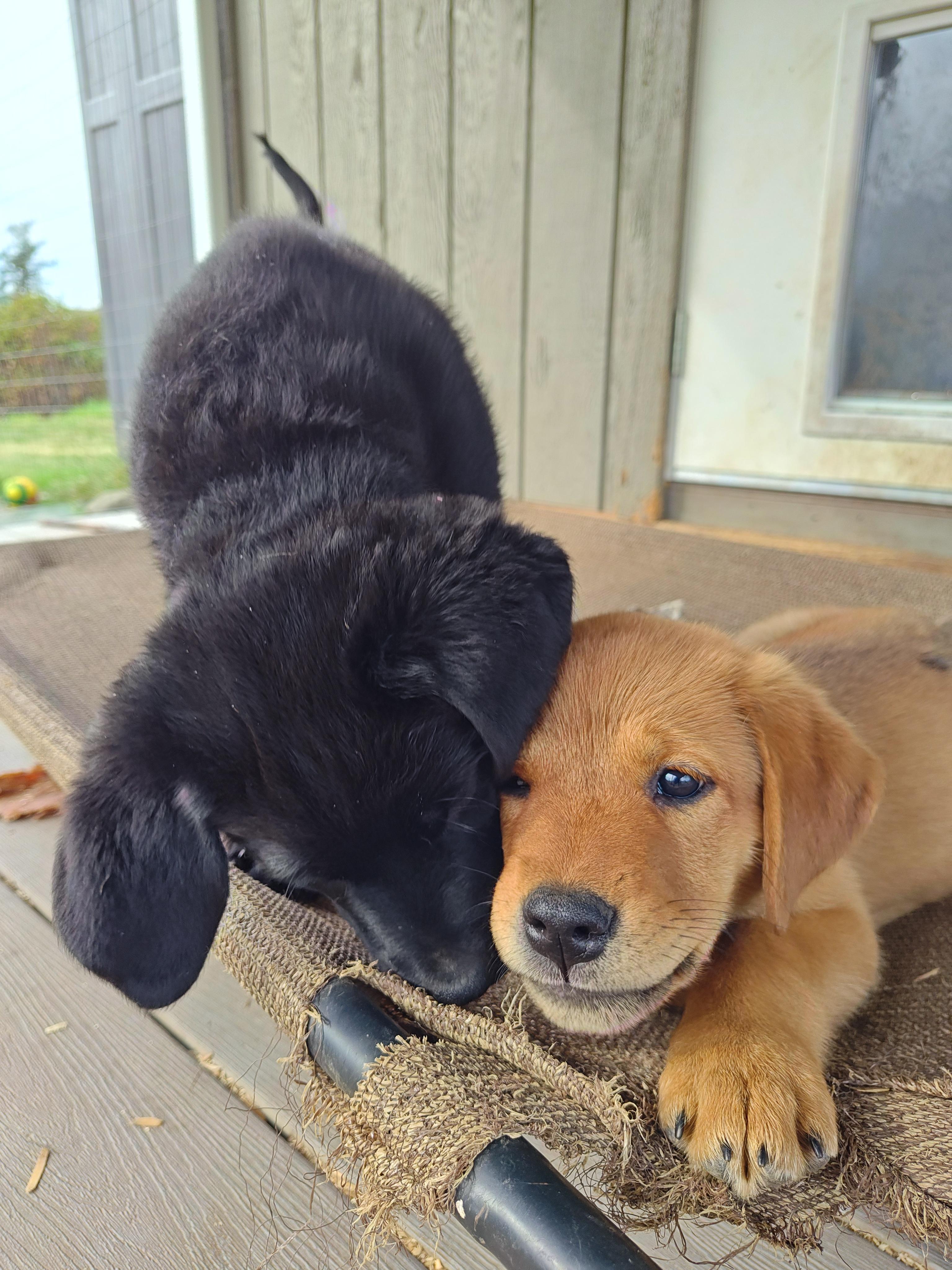 Enlarge Macaroni, a Adopted mixed breed in Bellingham, WA image 2/4