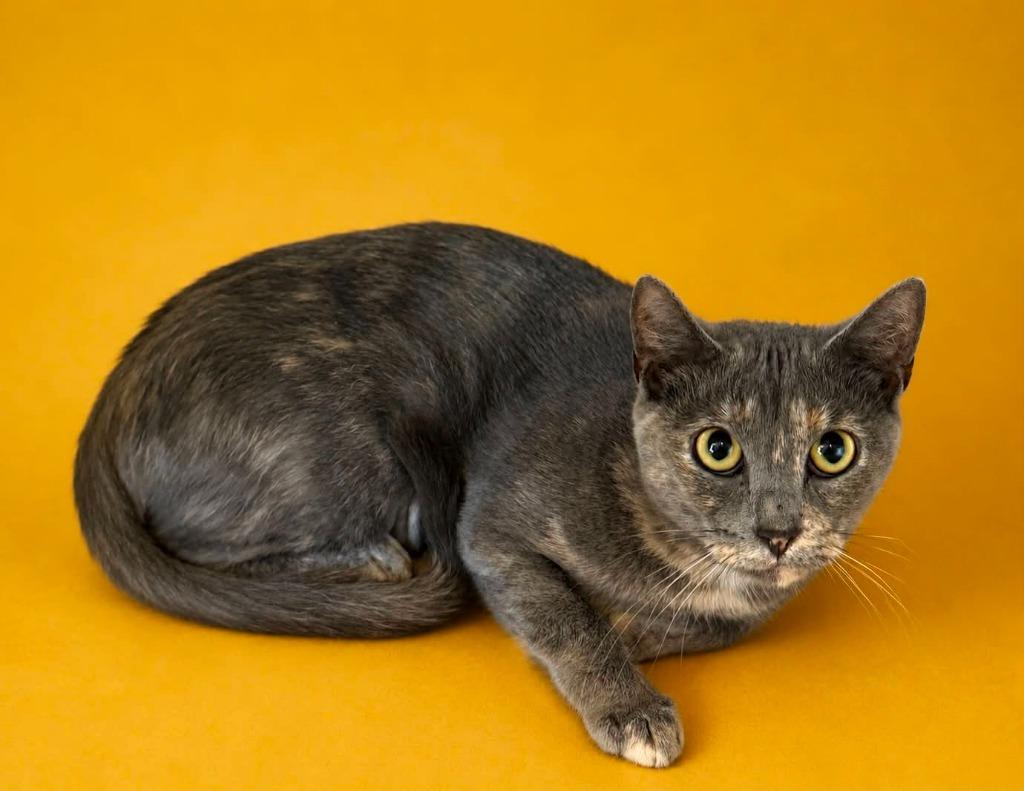 Enlarge Gray, a Adoptable mixed breed in Columbia, TN image 1/1