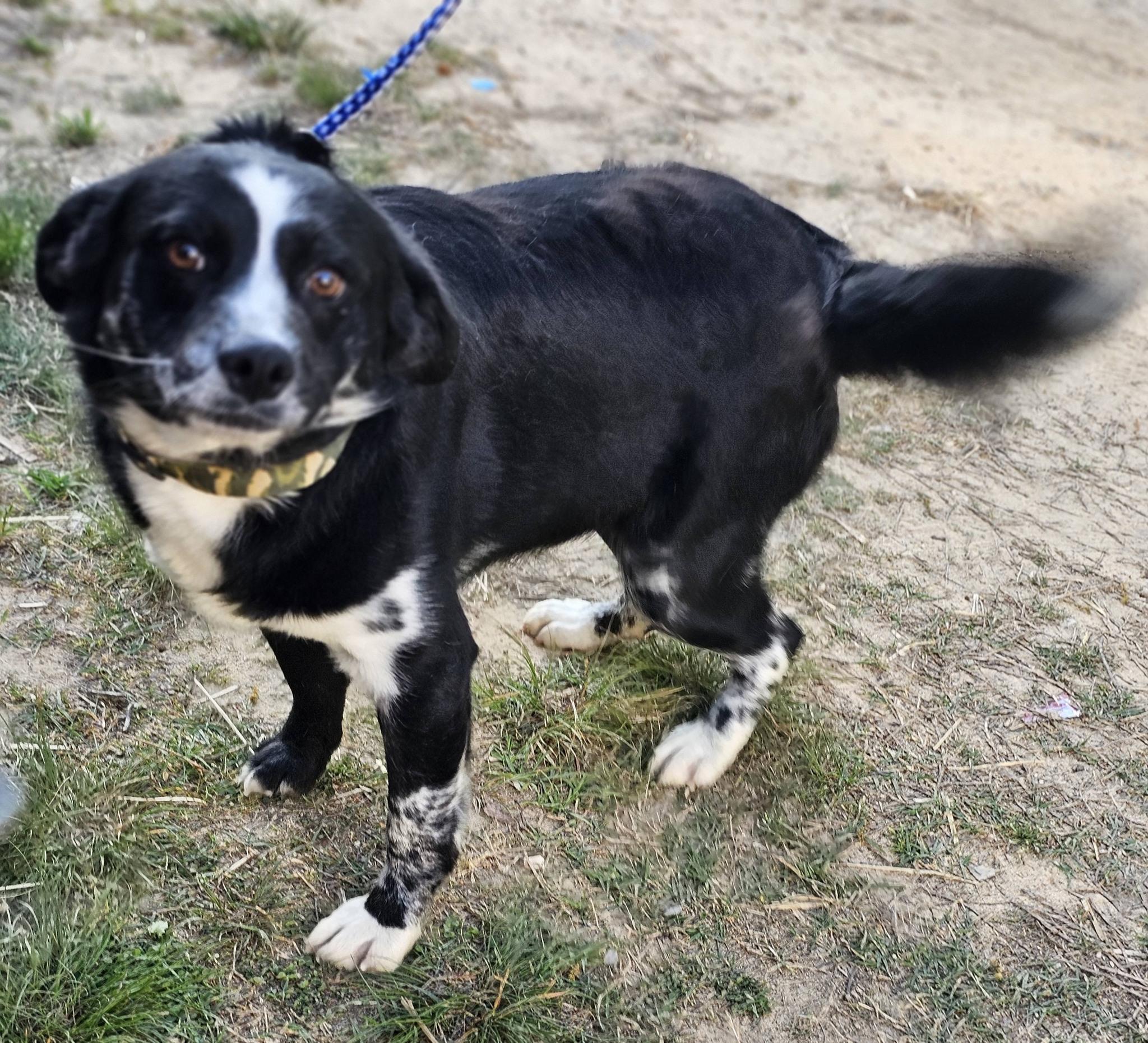Enlarge Bandit, a ADOPTABLE mixed breed in Fort Payne, AL image 2/6