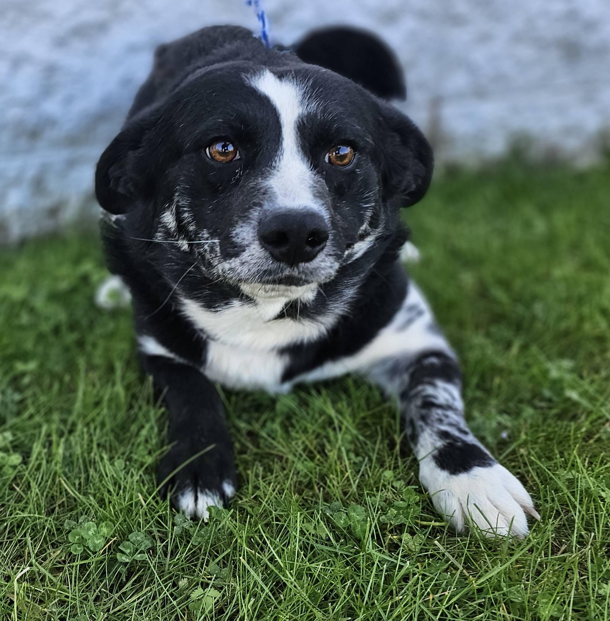 Enlarge Bandit, a ADOPTABLE mixed breed in Fort Payne, AL image 4/6