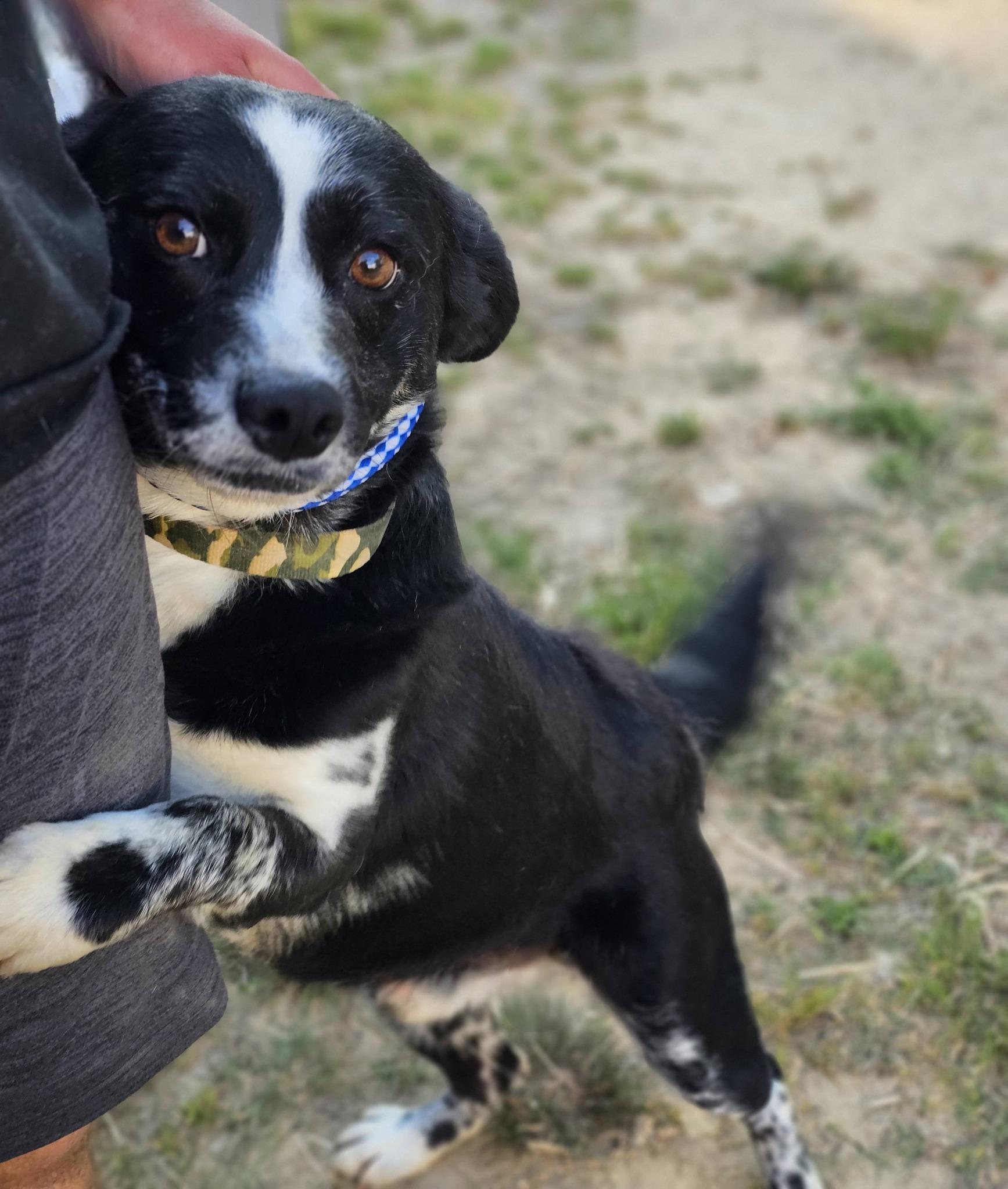 Enlarge Bandit, a ADOPTABLE mixed breed in Fort Payne, AL image 3/6
