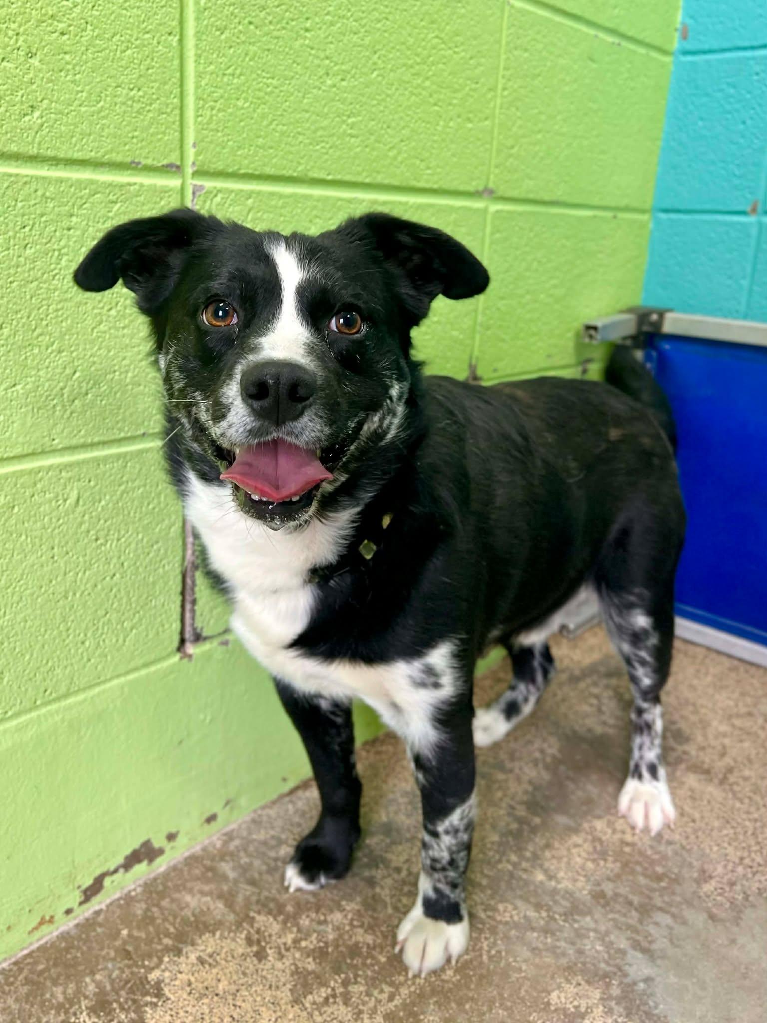 Bandit, ADOPTABLE, Adult Male Australian Cattle Dog / Blue Heeler & Black Labrador Retriever.