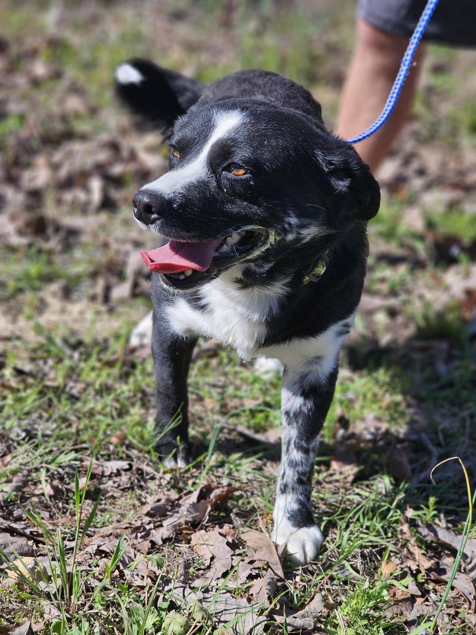 Enlarge Bandit, a ADOPTABLE mixed breed in Fort Payne, AL image 6/6