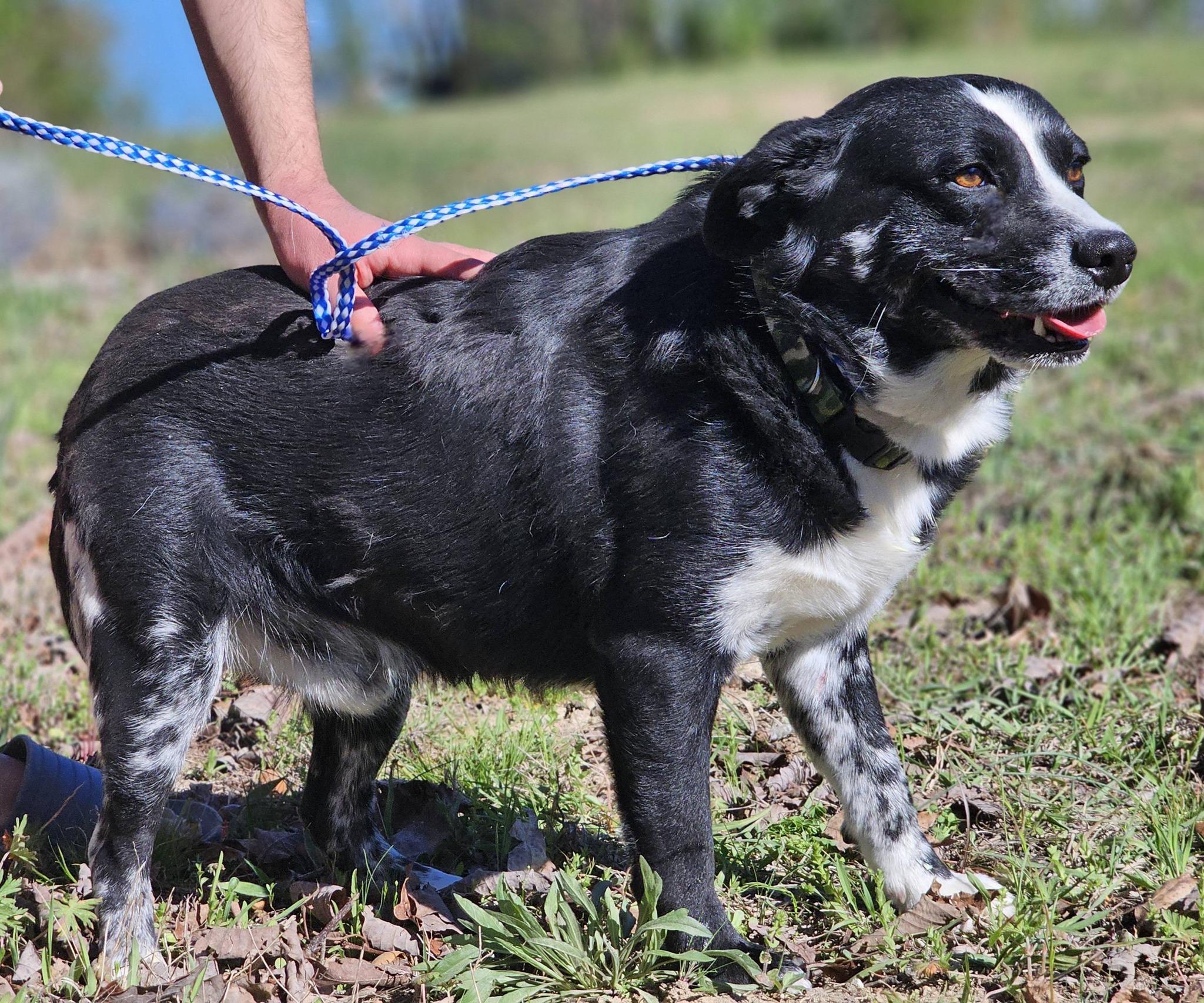 Enlarge Bandit, a ADOPTABLE mixed breed in Fort Payne, AL image 5/6