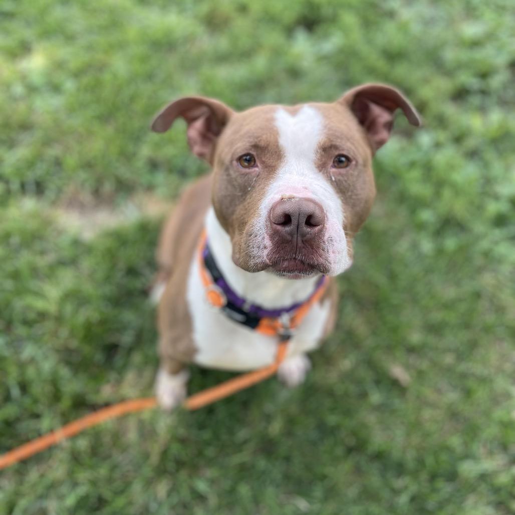Bob, Adoptable, Adult Male Mixed Breed.