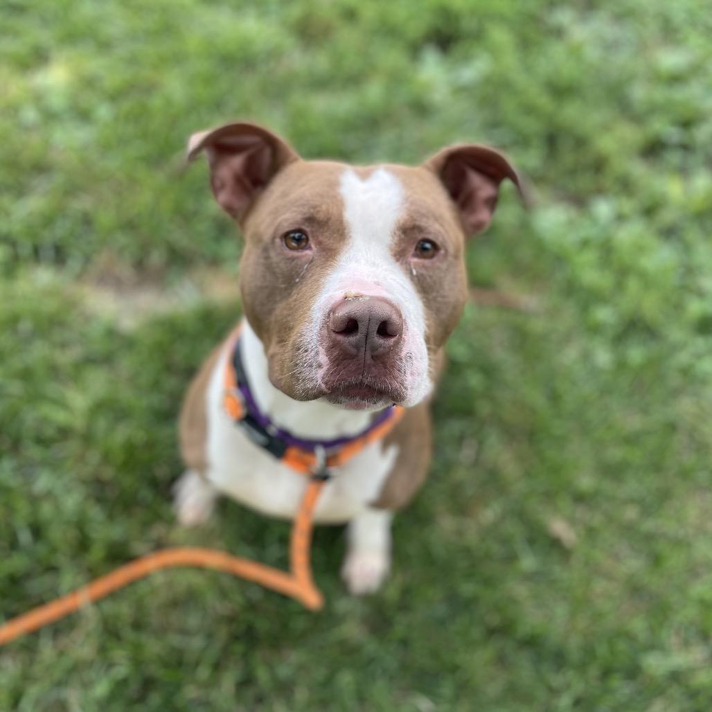 Enlarge Bob, a Adoptable Mixed Breed in Edwardsville, IL image 2/5