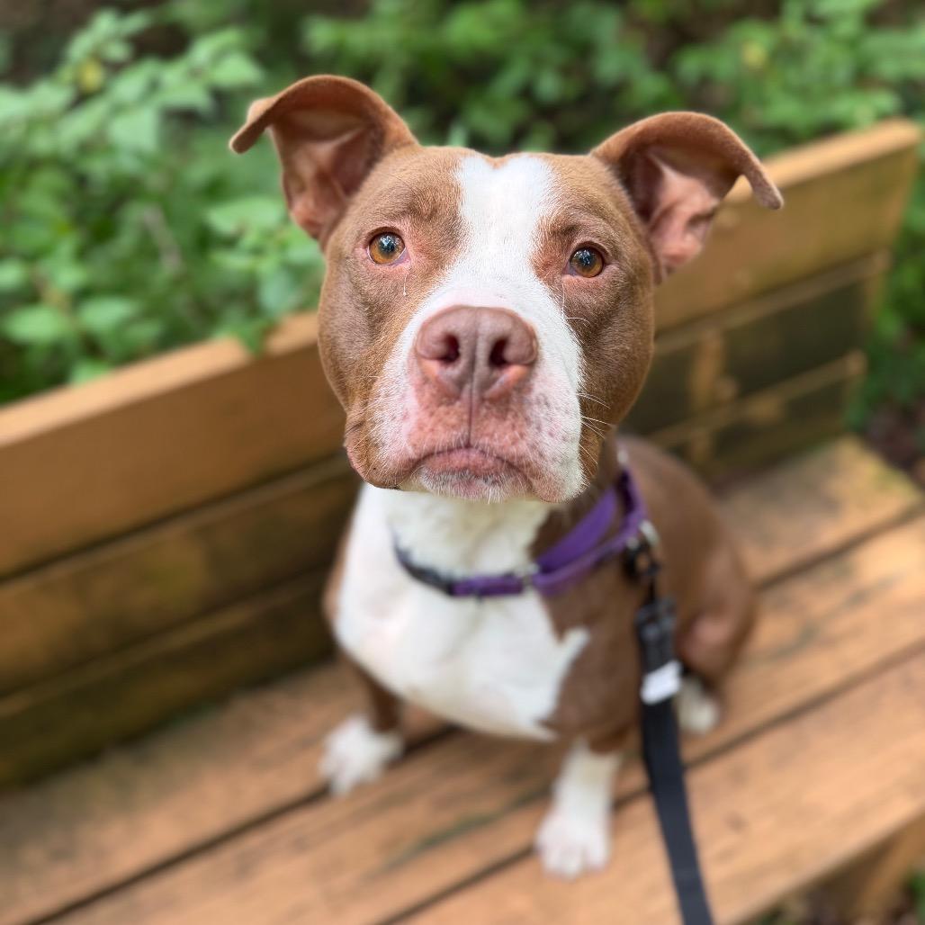 Bob, a Adoptable Mixed Breed in Edwardsville, IL image 3/6