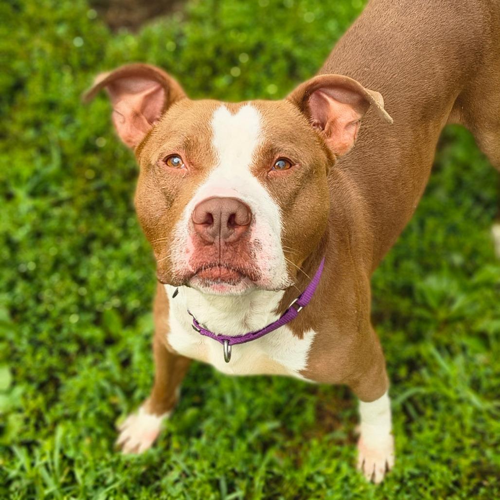 Enlarge Bob, a Adoptable Mixed Breed in Edwardsville, IL image 3/5