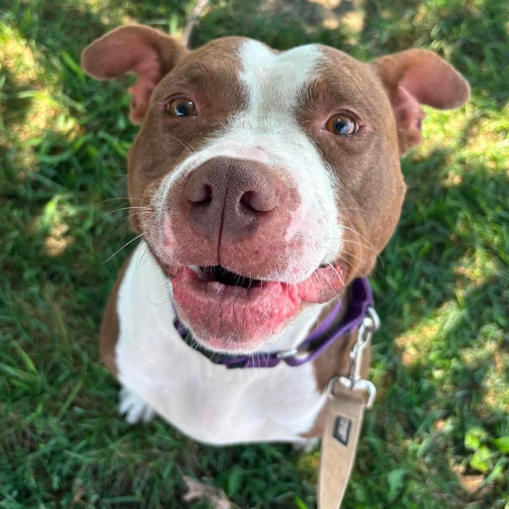 Enlarge Bob, a Adoptable Mixed Breed in Edwardsville, IL image 5/6