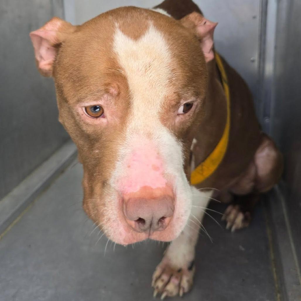 Enlarge Bob, a Adoptable Mixed Breed in Edwardsville, IL image 5/5