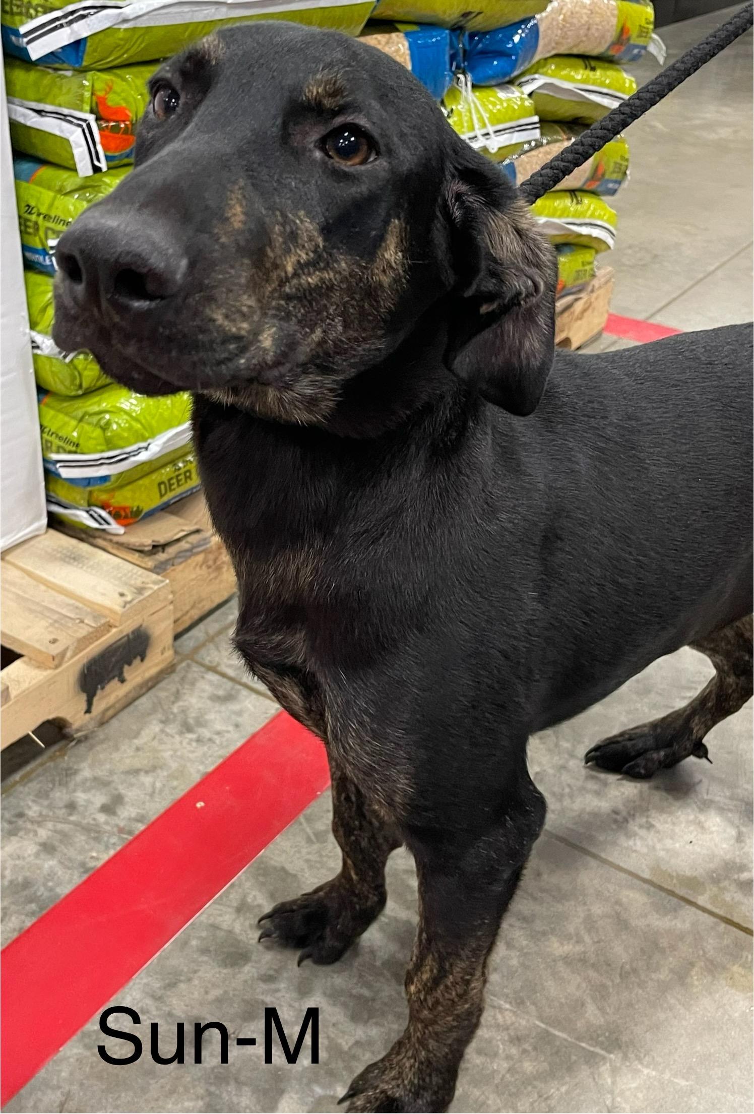 Enlarge Sun, a Adoptable mixed breed in Saint Augustine, FL image 1/1