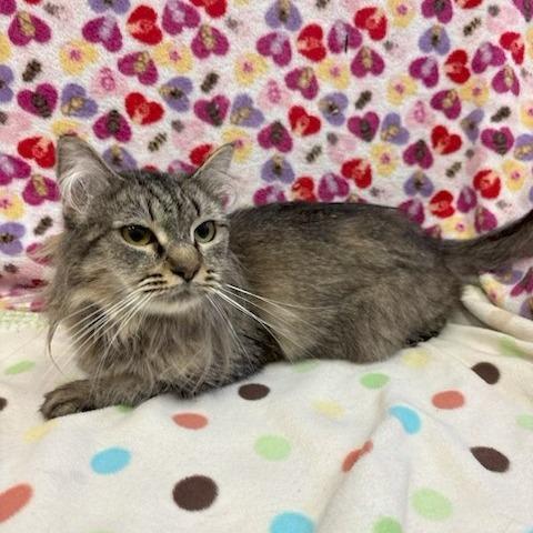 Enlarge Tigress, a Adoptable Domestic Medium Hair in Long Beach, CA image 1/2