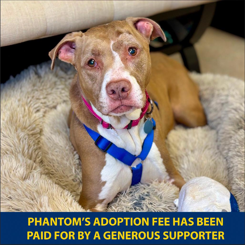 Enlarge Phantom, a Adoptable mixed breed in Wantagh, NY image 2/5