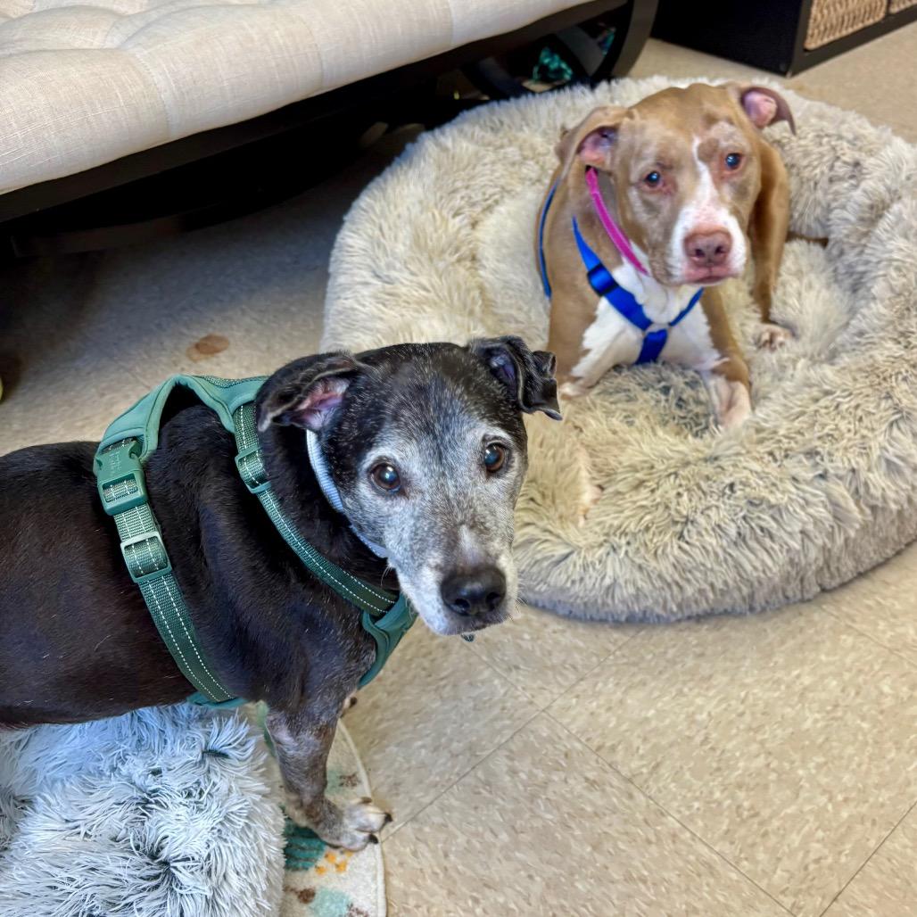 Enlarge Phantom, a Adoptable mixed breed in Wantagh, NY image 5/5