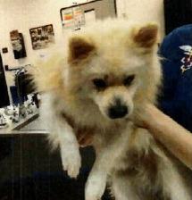 Ryan, Adoptable, Adult Male Pomeranian & American Eskimo Dog.