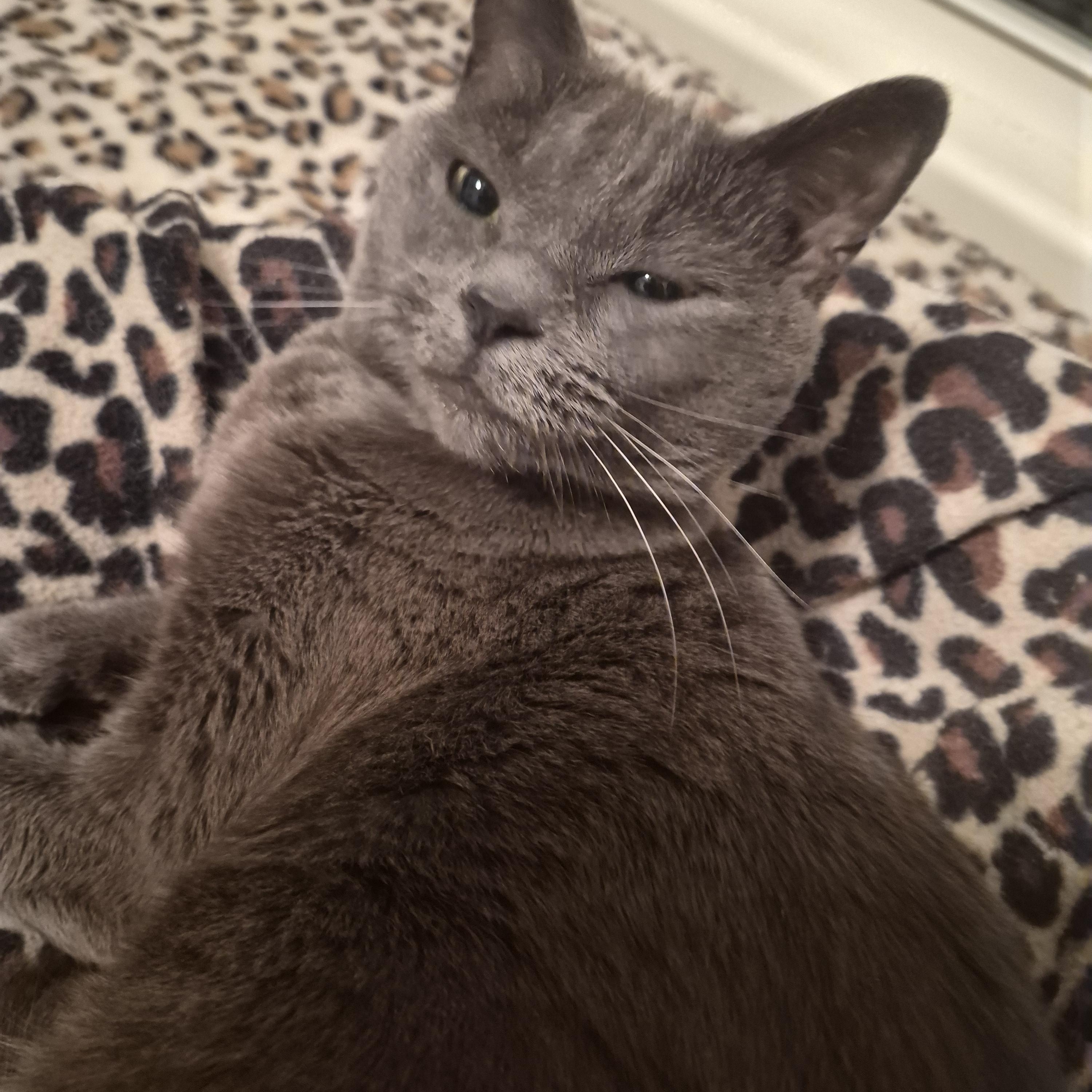 Kitty and Bella, Adoptable, Adult Female Russian Blue.