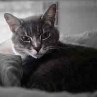 Enlarge Prince, a Adoptable Domestic Short Hair in Olympia, WA image 1/1