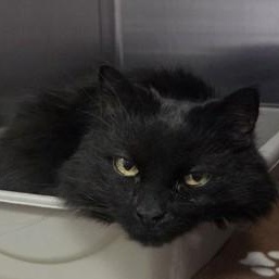 Shady, ADOPTABLE, Senior Female Domestic Medium Hair.