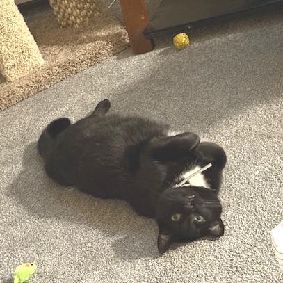 Coco, Adoptable, Adult Female Domestic Short Hair.